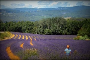 From Marseille: Valensole Lavenders Tour from Cruise Port