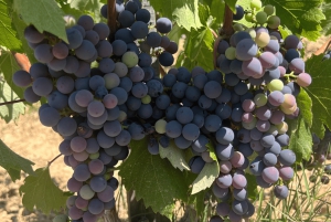 From medieval Evenos to Bandol wines : a taste of Provence