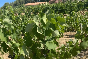 From medieval Evenos to Bandol wines : a taste of Provence