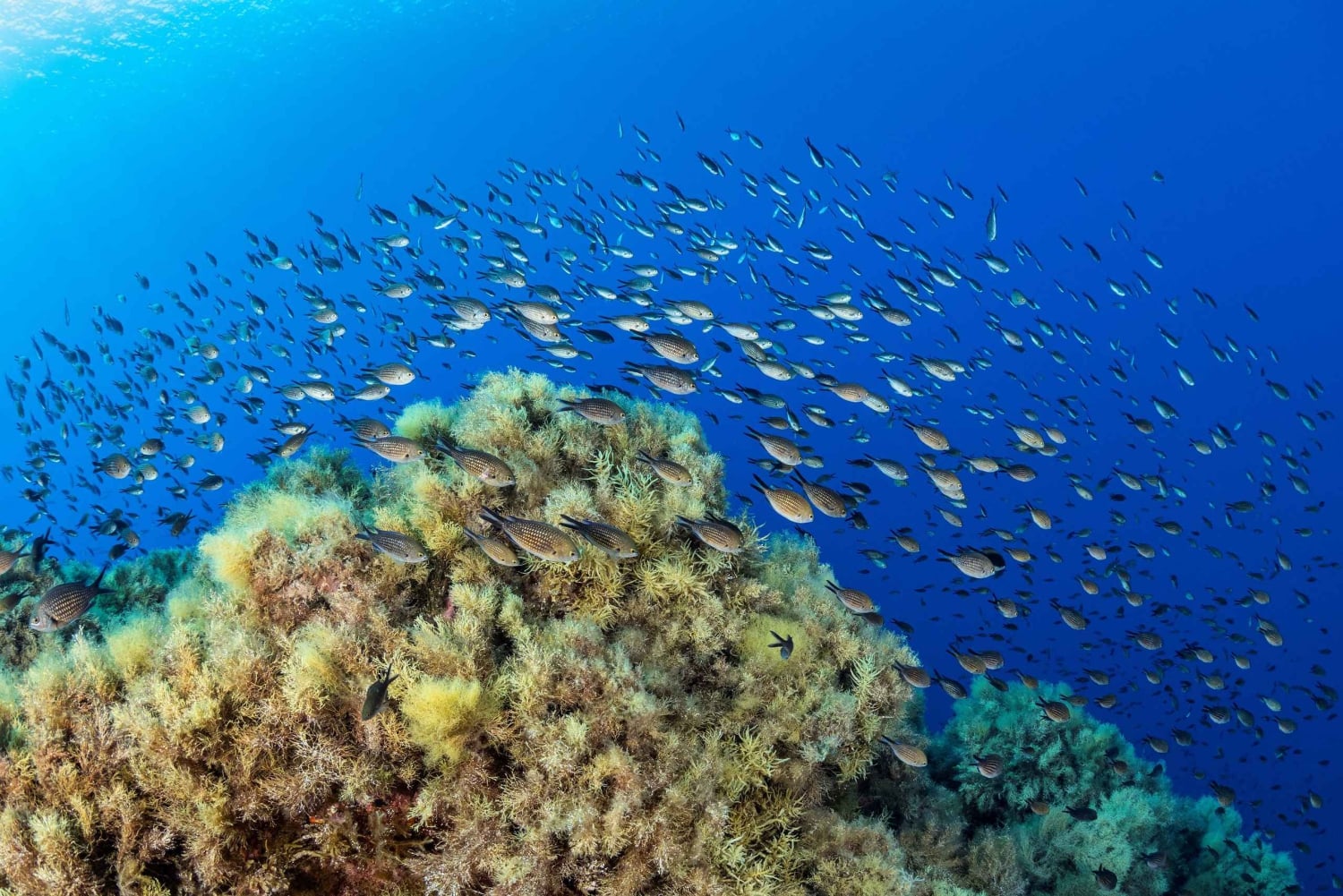 Marseille: Dive and Snorkel Adventure