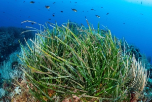 Marseille: Dive and Snorkel Adventure