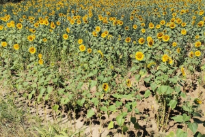 Luberon Wine and Charm: Explore the Flavors of the South