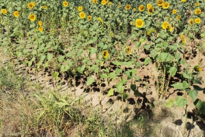 Luberon Wine and Charm: Explore the Flavors of the South