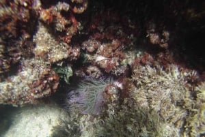 Marseille: Endoume Snorkeling Adventure with Snacks & Drinks