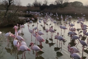 Marseille: The Camargue 8-Hour Guided Outing