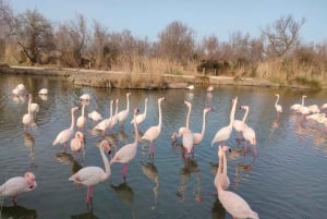 Marseille: The Camargue 8-Hour Guided Outing