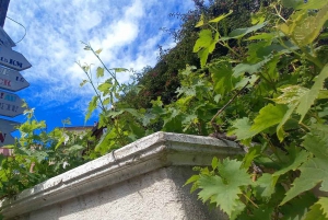 Marseille: Half-Day City Highlights Guided Walking Tour