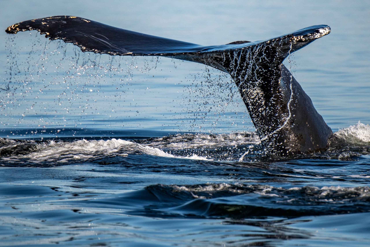 Tadoussac/Charlevoix: 3-Hour Whale Watching Boat Tour