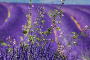 Wild Alps, Verdon Canyon, Moustiers village, Lavender fields