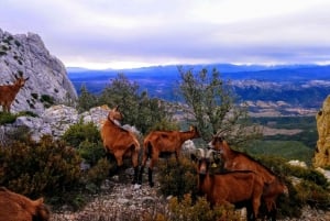 Wild Alps, Verdon Canyon, Moustiers village, Lavender fields