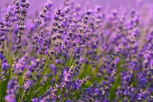 Wild Alps, Verdon Canyon, Moustiers village, Lavender fields