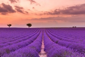 Wild Alps, Verdon Canyon, Moustiers village, Lavender fields