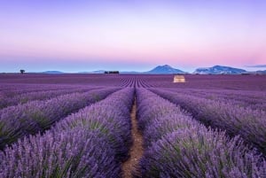 Wild Alps, Verdon Canyon, Moustiers village, Lavender fields