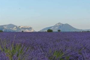 Wild Alps, Verdon Canyon, Moustiers village, Lavender fields