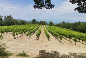 Aix en Provence: Discovery of Prestigeous Wineries and Art