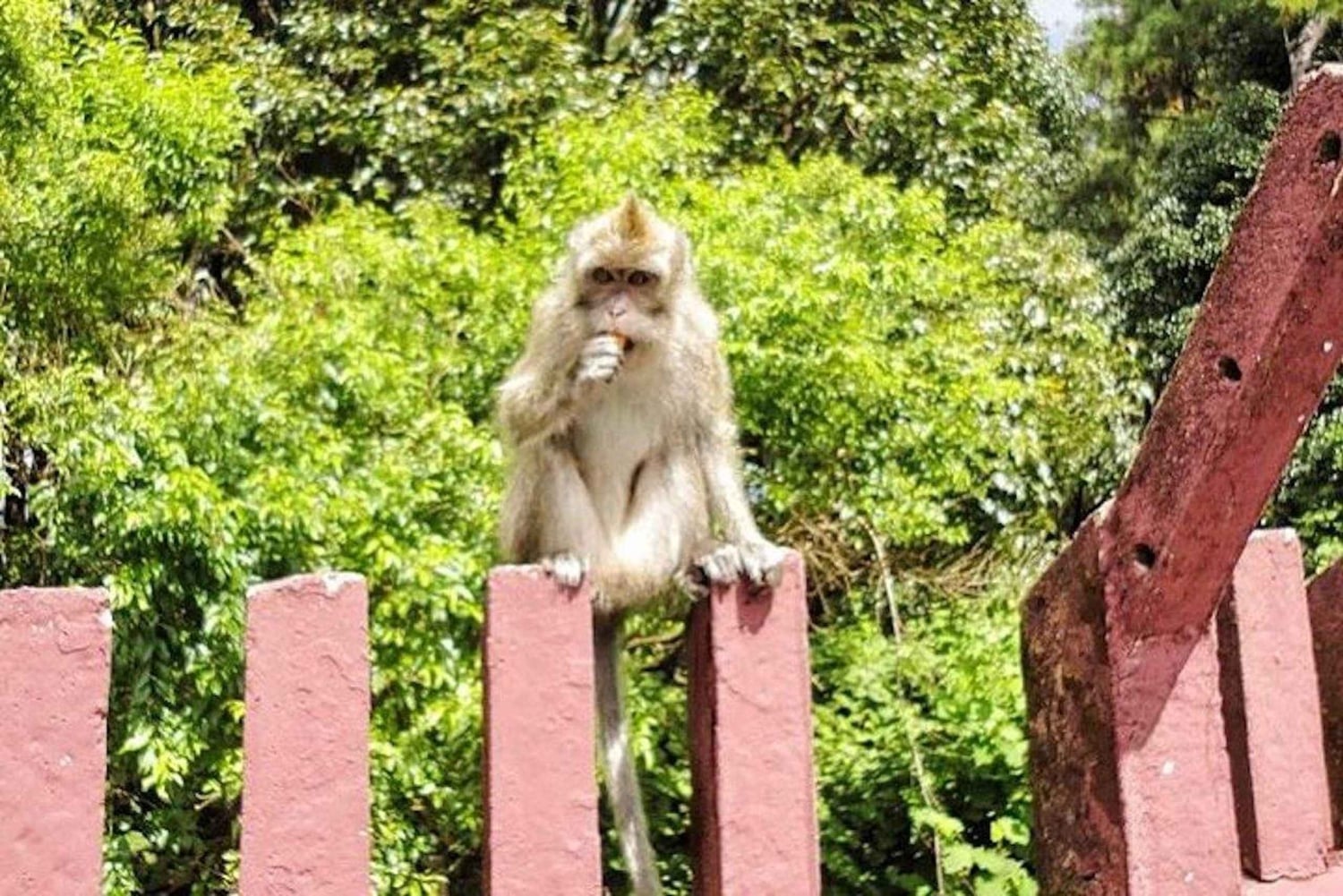 3-dagers privat tur til Mauritius med valgfri delfinsvømming