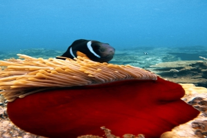 5 isole con motoscafo all-inclusive con tartaruga marina e snorkeling