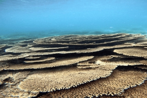 5 isole con motoscafo all-inclusive con tartaruga marina e snorkeling