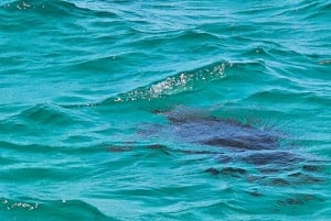 Maurice : Excursion en bateau rapide dans les 5 îles avec plongée en apnée et barbecue