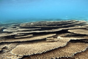 5 saarta Yksityinen pikavene snorklaamalla + lounas ja juomat