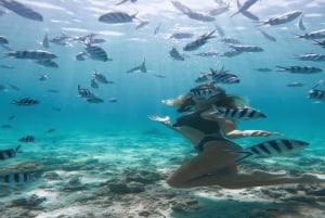 5 saarta Yksityinen pikavene snorklaamalla + lounas ja juomat