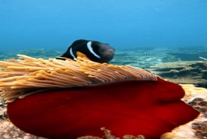 5 Inseln Schnellboot mit Schnorcheln Seeschildkröte + Mittagessen & Getränke