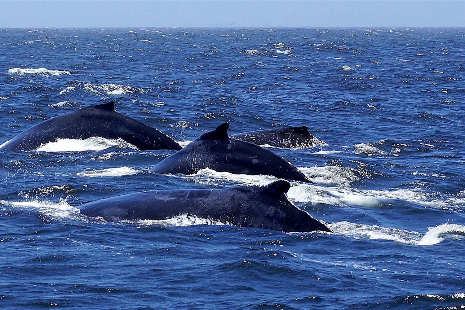 All In One- Dolphins, Whales, Snorkeling & Lunch onboard