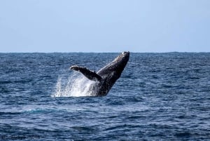 All In One- Dolphins, Whales, Snorkeling & Lunch onboard