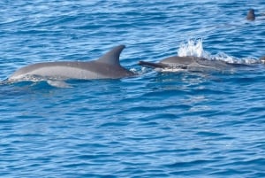 All In One- Dolphins, Whales, Snorkeling & Lunch onboard