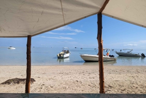 All In One- Dolphins, Whales, Snorkeling & Lunch onboard