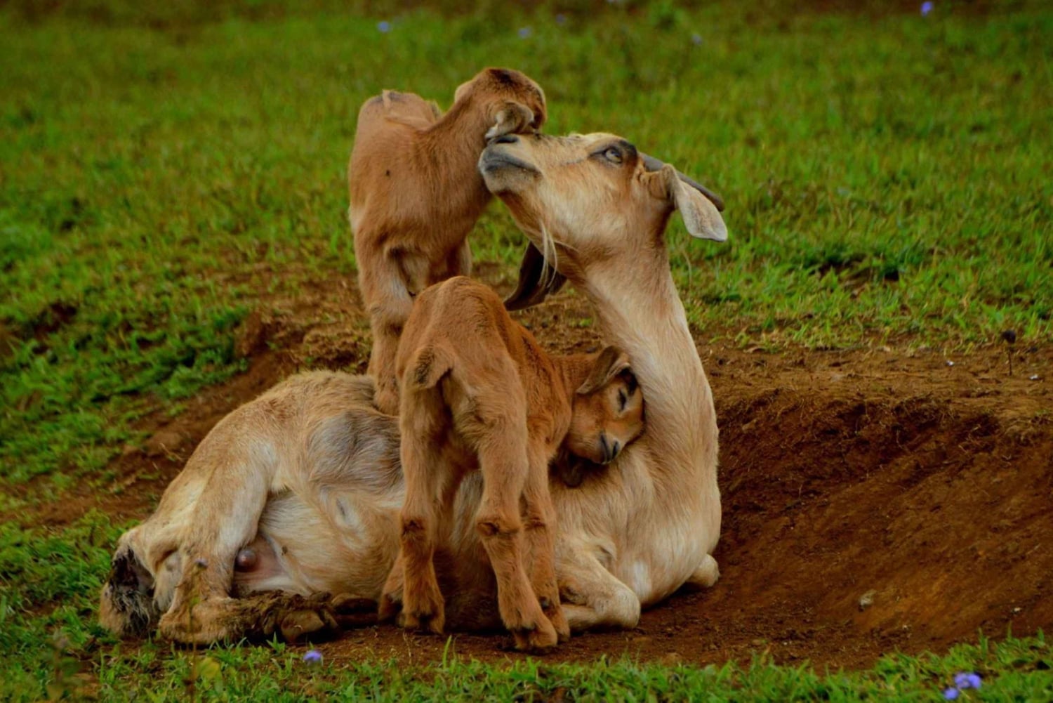 Parchi animali e naturali, tour privato con pranzo e tutti i biglietti