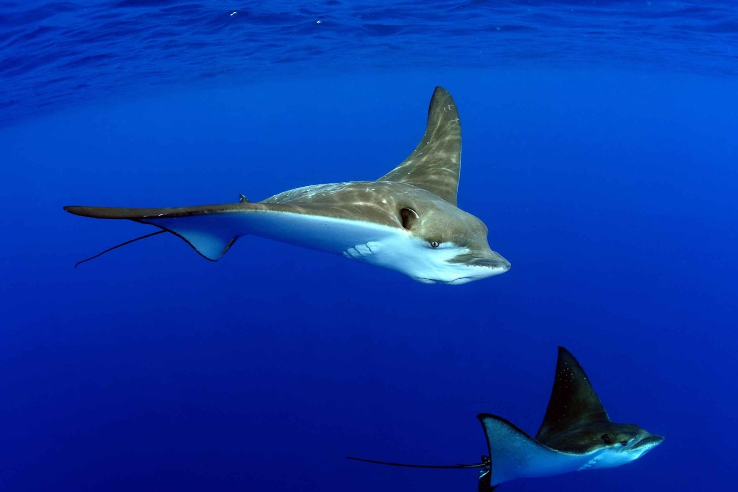 ベル・マール、モーリシャス - PADIアドバンスド・オープン・ウォーター・トレーニング（eラーニング付き）