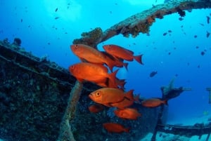 ベル・マール、モーリシャス - PADIアドバンスド・オープン・ウォーター・トレーニング（eラーニング付き）