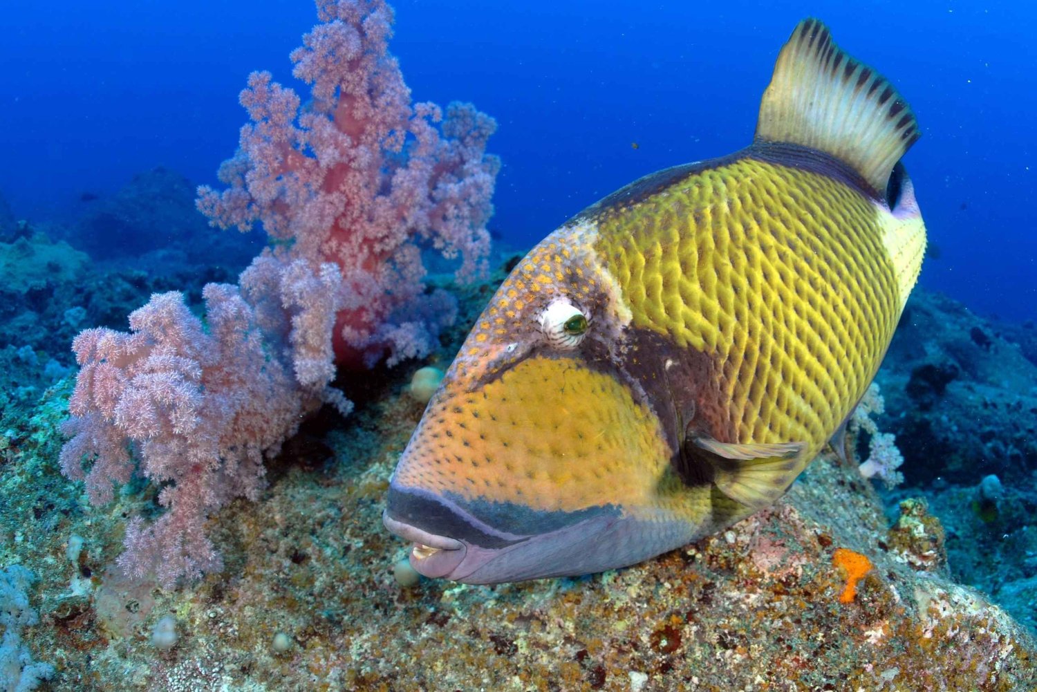 Belle Mare, Mauritius – PADI Open Water-utbildning med eLearning