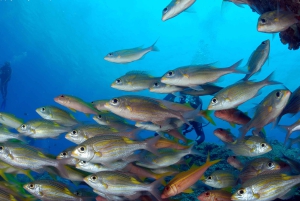 Belle Mare, Mauritius - PADI Open Water-kursus med eLearning