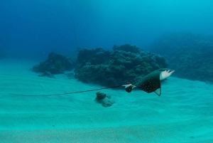 Belle Mare, Mauritius - PADI Open Water-kursus med eLearning