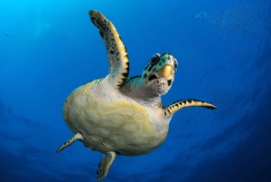 Belle Mare, Mauritius - PADI Open Water-kursus med eLearning