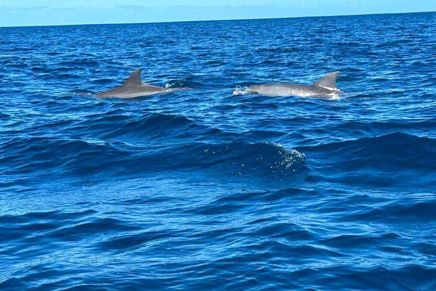 Insel Benitiers: Delfinbeobachtung, Schnorcheln & BBQ Mittagessen