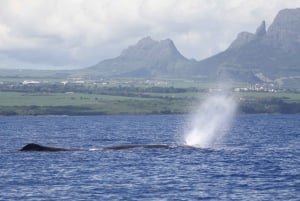 Rivière Noire : Nage avec les dauphins et observation des baleines en hors-bord