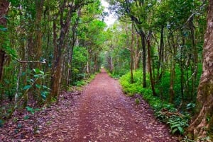 Black River Gorges National Park: Eco Adventure Day Tour