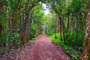 Nationalparken Black River Gorges: Eco Adventure Day Tour
