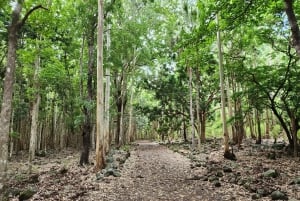 Black River: Guidet vandretur i Black River Gorges-dalen