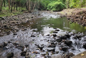 Black River: Guidet vandretur i Black River Gorges-dalen