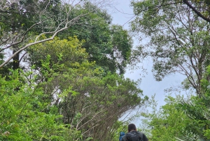 Black River: Guidet vandretur i Black River Gorges-dalen