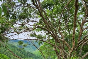 Black River: Guidet vandretur i Black River Gorges-dalen