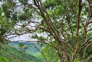 ブラック リバー：ブラック リバー渓谷のガイド付きハイキング