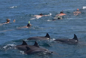 Black River: Swim with Dolphin Speed Boat Tour with lunch