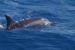 Black River: Swim with Dolphin Speed Boat Tour with lunch