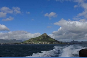 Black River: Swim with Dolphin Speed Boat Tour with lunch