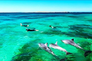 Black River: Swim with Dolphin Speed Boat Tour with lunch